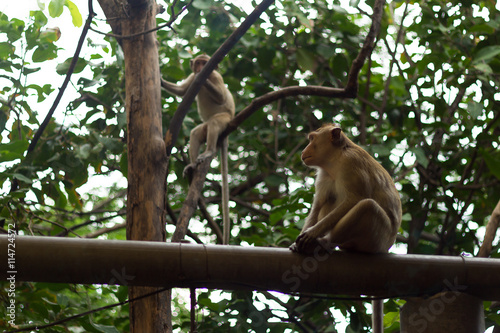 Portrait image of monkey (macaque)