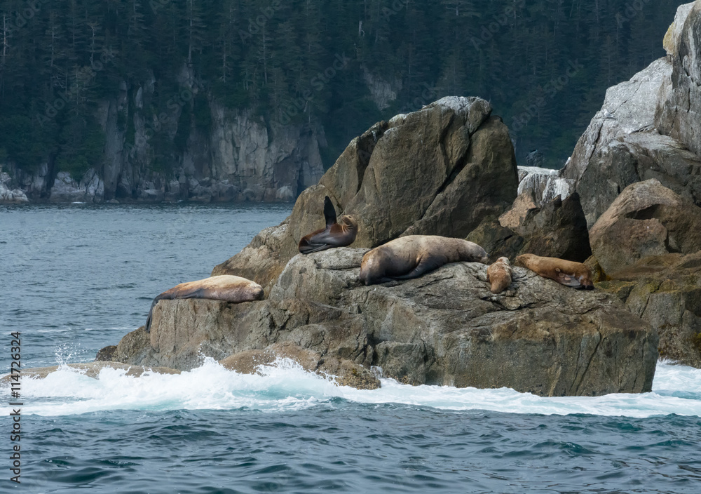 Sea lion pointing to the sky