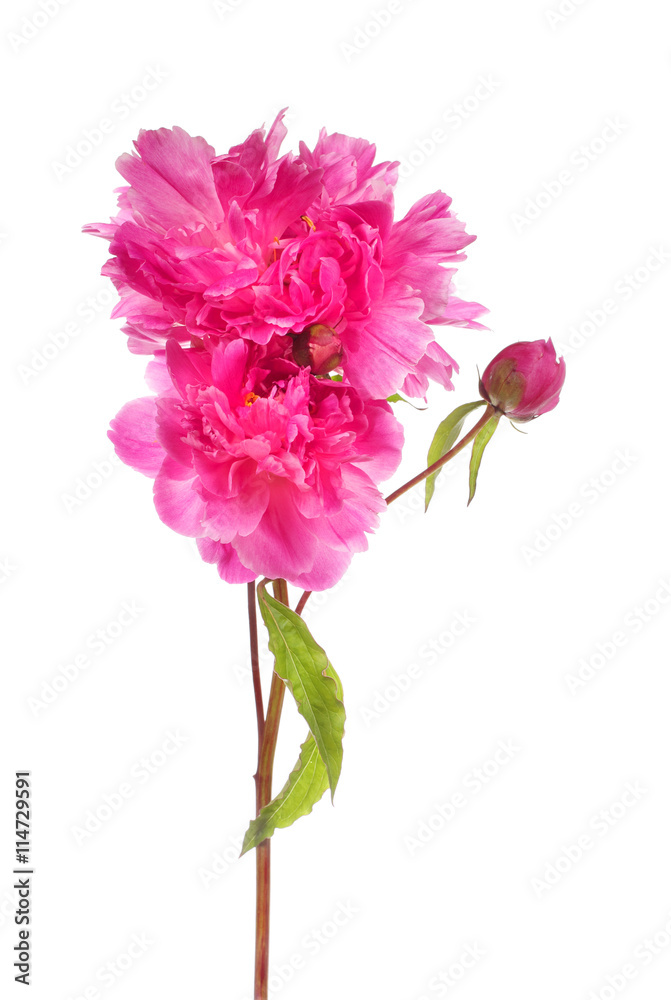 Branch of pink peony flowers