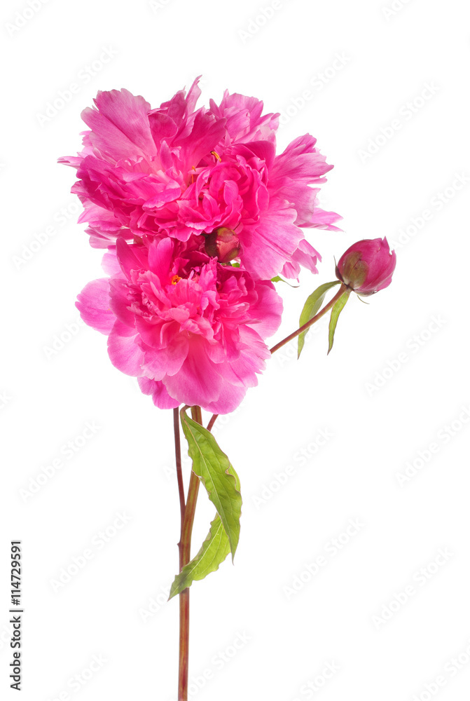 Obraz premium Branch of pink peony flowers