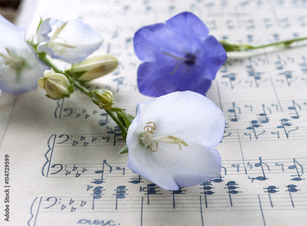 Obraz premium Altes handgeschriebenes Notenblatt mit Glockenblumen (Campanula) in blau und weiß, Hintergrund, Textur