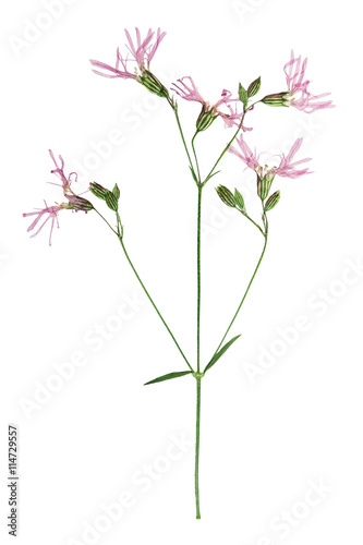 Pressed and dried flower ragged robin or lychnis flos-cuculi