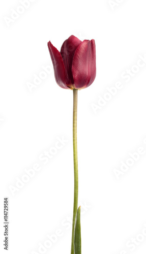 Purple tulip flower