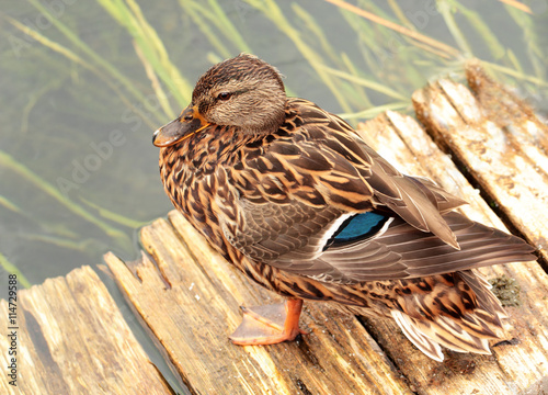 Closeup view of a duck