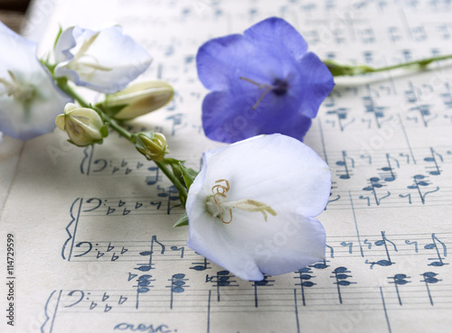 Altes handgeschriebenes Notenblatt mit Glockenblumen (Campanula) in blau und weiß, Hintergrund, Textur