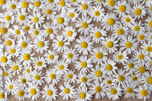 Fototapeta Naklejka Na Ścianę i Meble -  Beautiful flowers Daisy lying on a grey background on the table