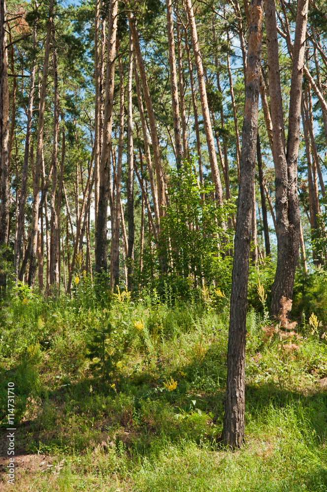 Fototapeta premium Beautiful pine forest