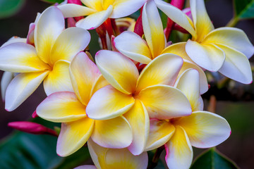 Keuken achterwand Frangipani Hawaiiaanse plumeria in volle bloei  © Scott Bufkin