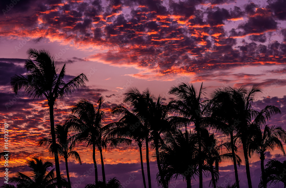clouds at sunset with palm trees