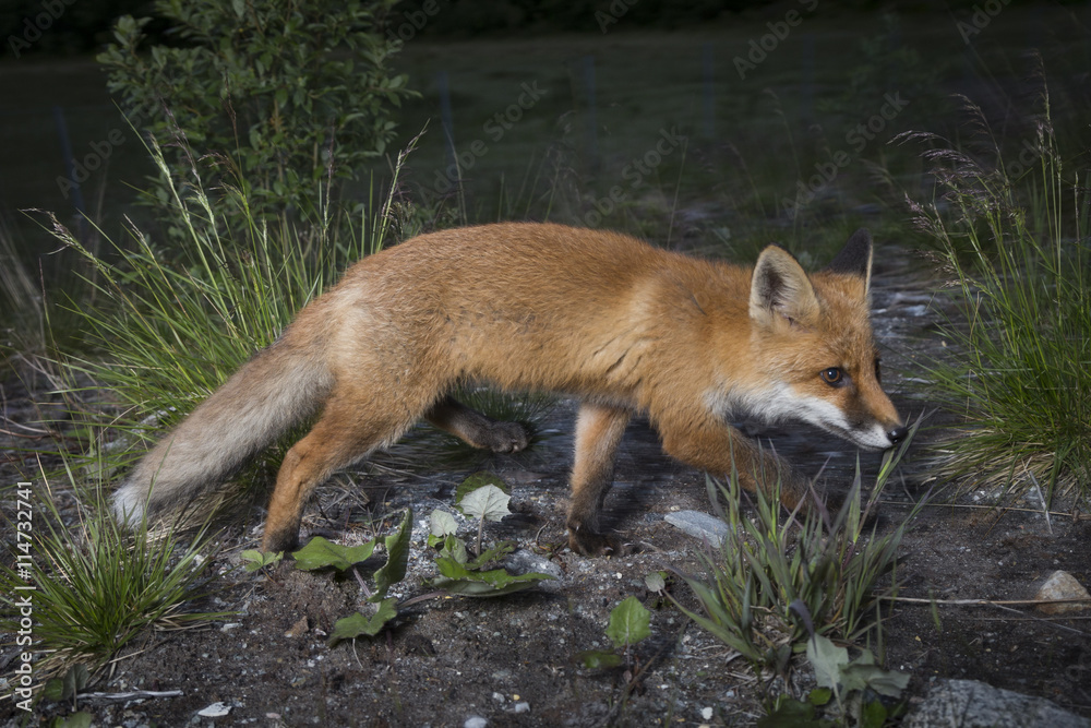 Curios fox cub