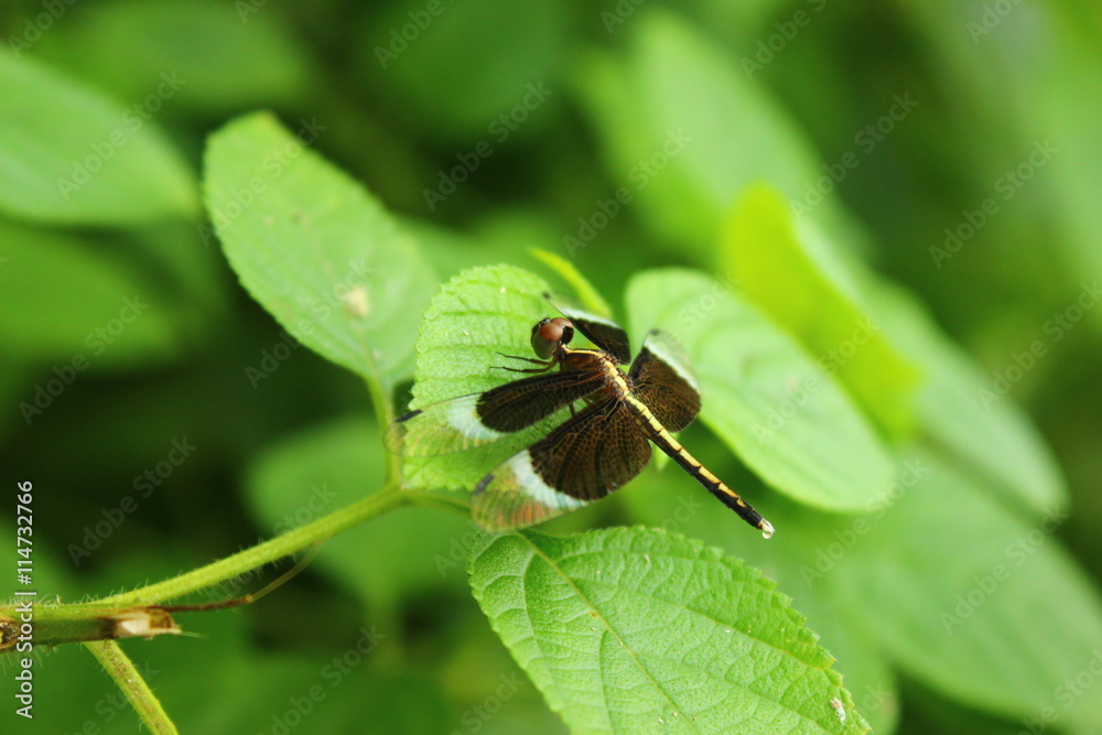 Fototapeta premium a beautiful flower enjoying rainy season