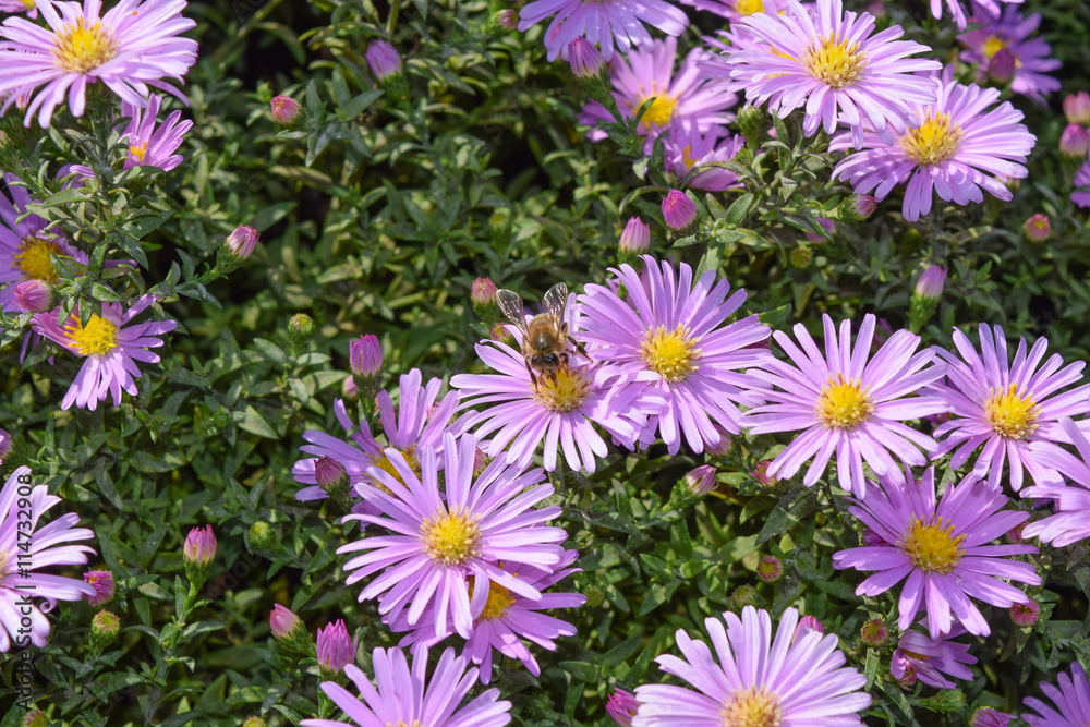 Bee drinking nectar on a light purple flowers. Bee drinking nectar on a light purple flowers.