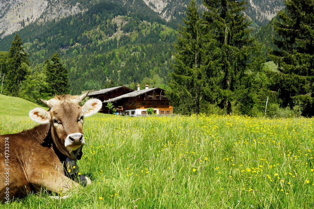 Wunschmotiv: Kuh auf Weide in den Alpen mit Hütte #114733374