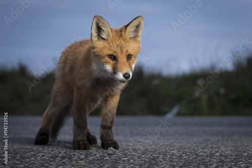 Curious fox cub on the road © Anders Haukland