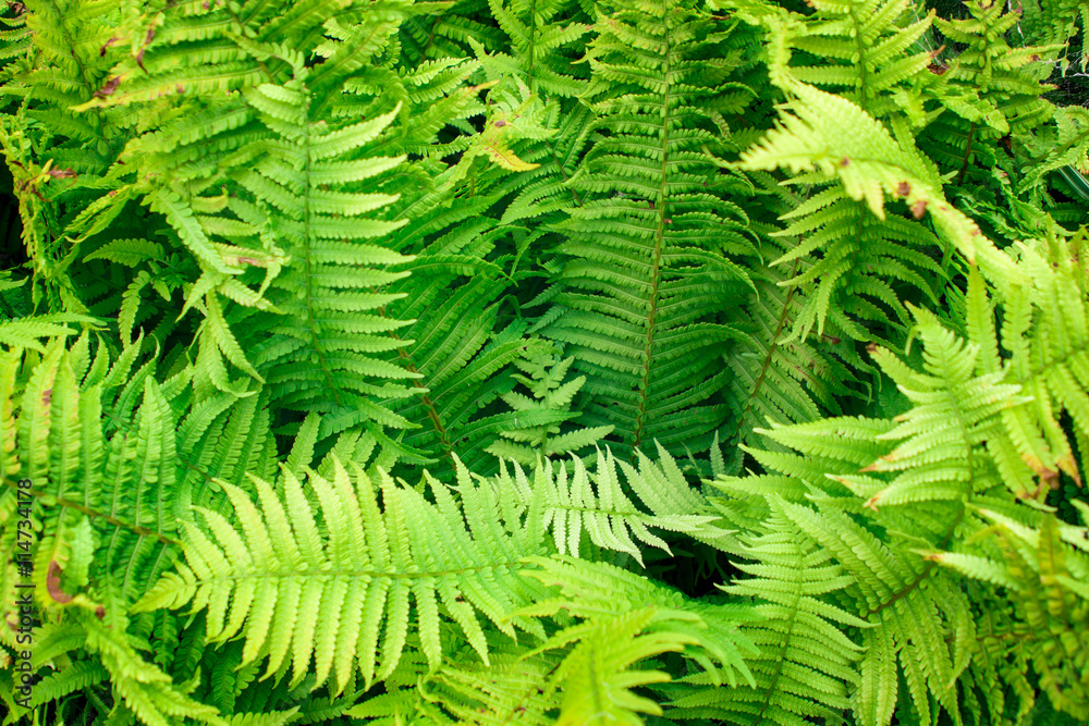 green fern as a background, close-up.
green fern as a background, close-up.