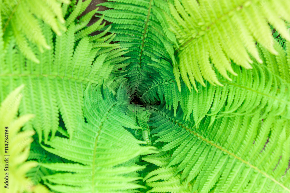 green fern as a background, close-up.
