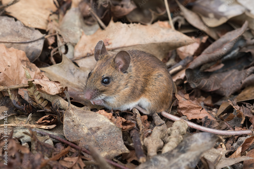 Wood Mouse (Apodemus Sylvaticus)/Wood Mouse in deep leaf litter on forest floor