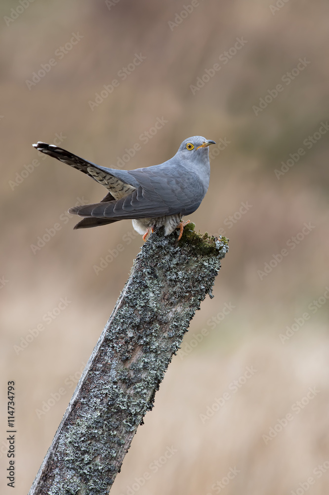 Fototapeta premium Cuckoo (Cuculus Canorus)/Cuckoo perched on mossy fence post against a background of blurred foliage