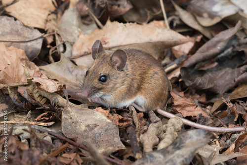 Wood Mouse  Apodemus Sylvaticus  Wood Mouse in deep leaf litter on forest floor