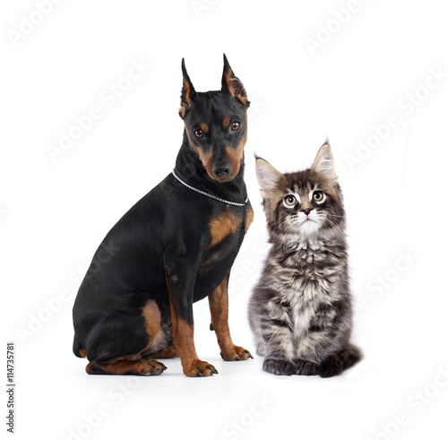 cat and dog in front of white background