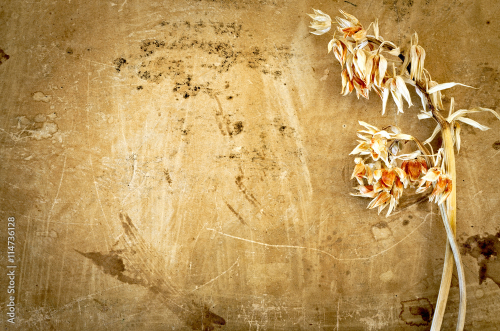 Orchidea essiccata su antica carta pergamena. Sfondo vintage