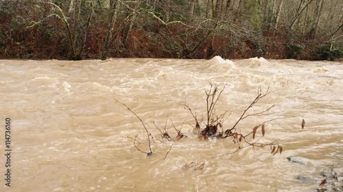A leafless bush at the edge of a muddy overflowing creek