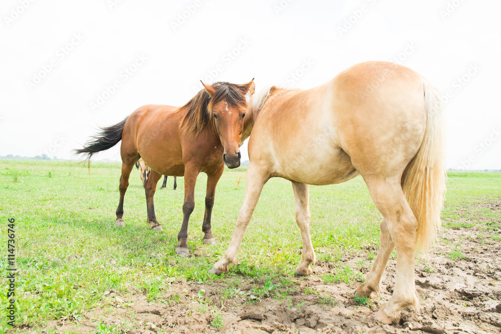 Wild horses in an open field