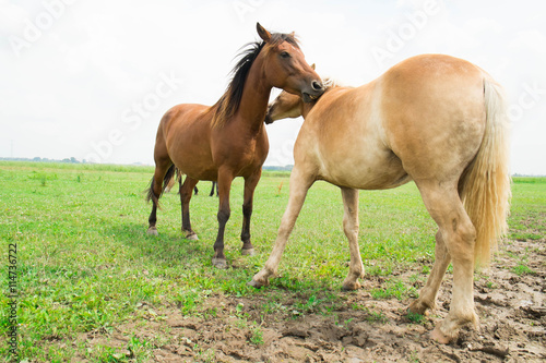 Wild horses in an open field