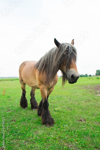 Wild horses in an open field