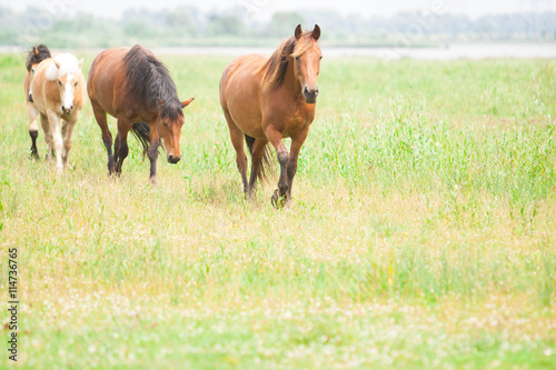Wild horses in an open field © Bjorn B