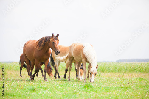 Fototapeta Naklejka Na Ścianę i Meble -  Belgian wild horse out in the field