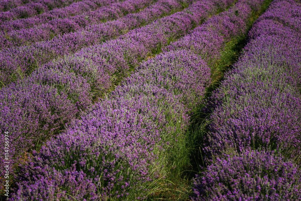 Fototapeta premium Lavender field at the end of June, near Kazanlak, Bulgaria