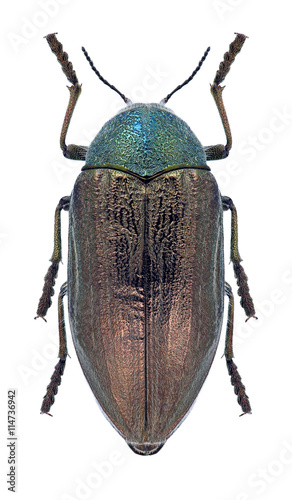 Beetle Julodis pubescens yveni