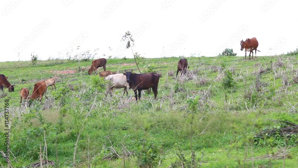 Herd of Thai domestic beef cattle grazing on green pasture Herd of Thai domestic beef cattle grazing on green pasture