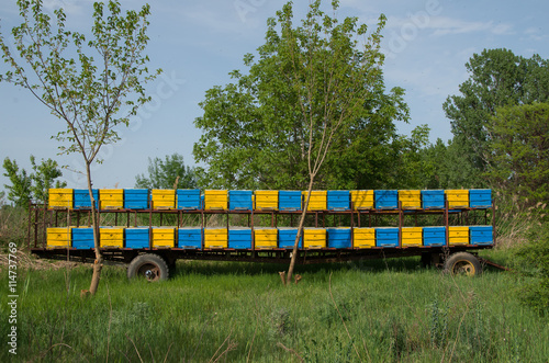 Beehives mounted on a trailer. Portable apiary. © deyana