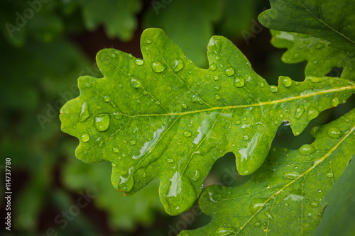 Wet greet acorn leaf with rain drops