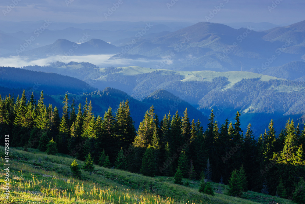 Pine tree forest