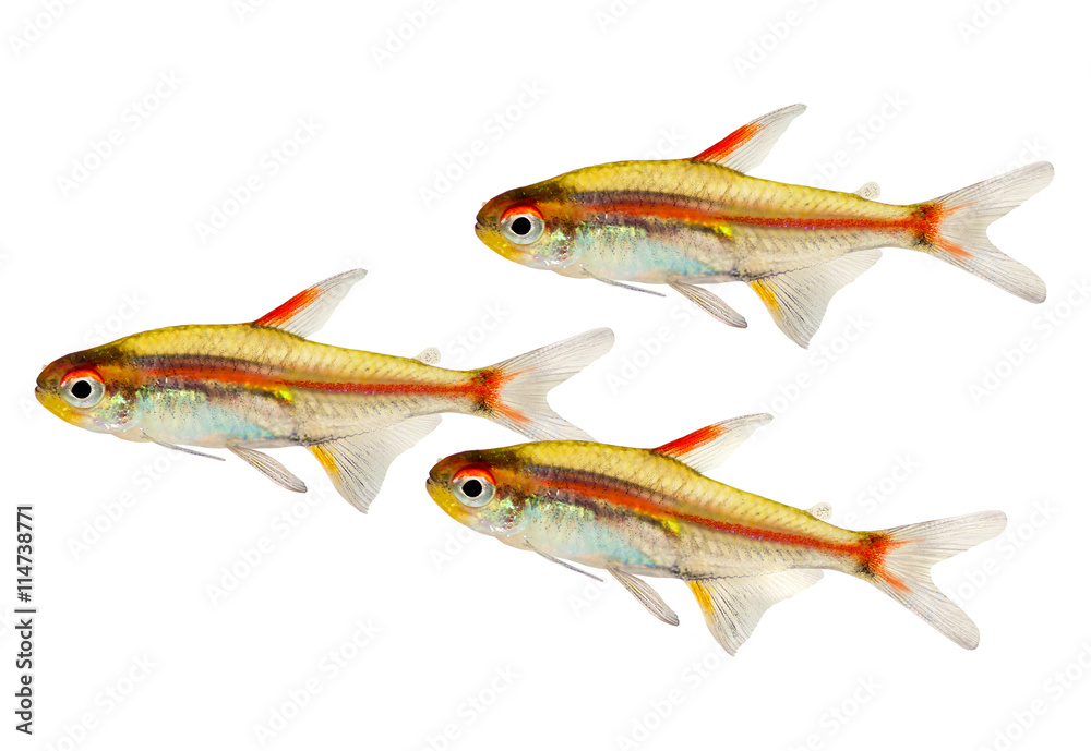 Obraz premium Swarm of Aquarium fish Glowlight Tetra Hemigrammus erythrozonus freshwater 