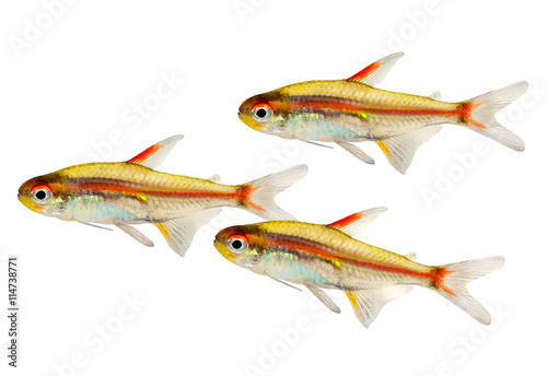 Swarm of Aquarium fish Glowlight Tetra Hemigrammus erythrozonus freshwater 