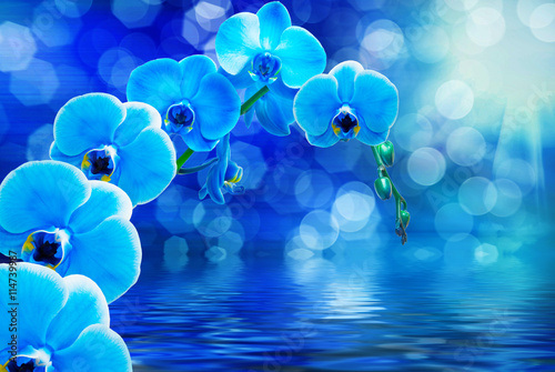 Orchid flower close up