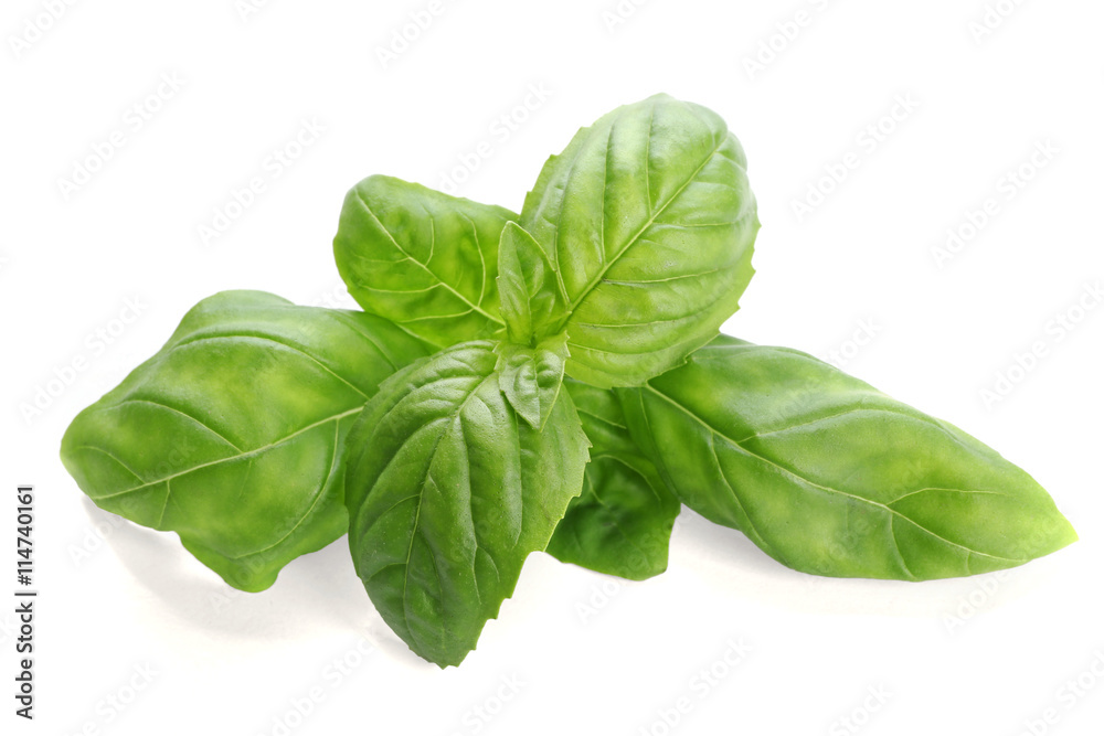 Fresh basil leaves on white background Fresh basil leaves on white background