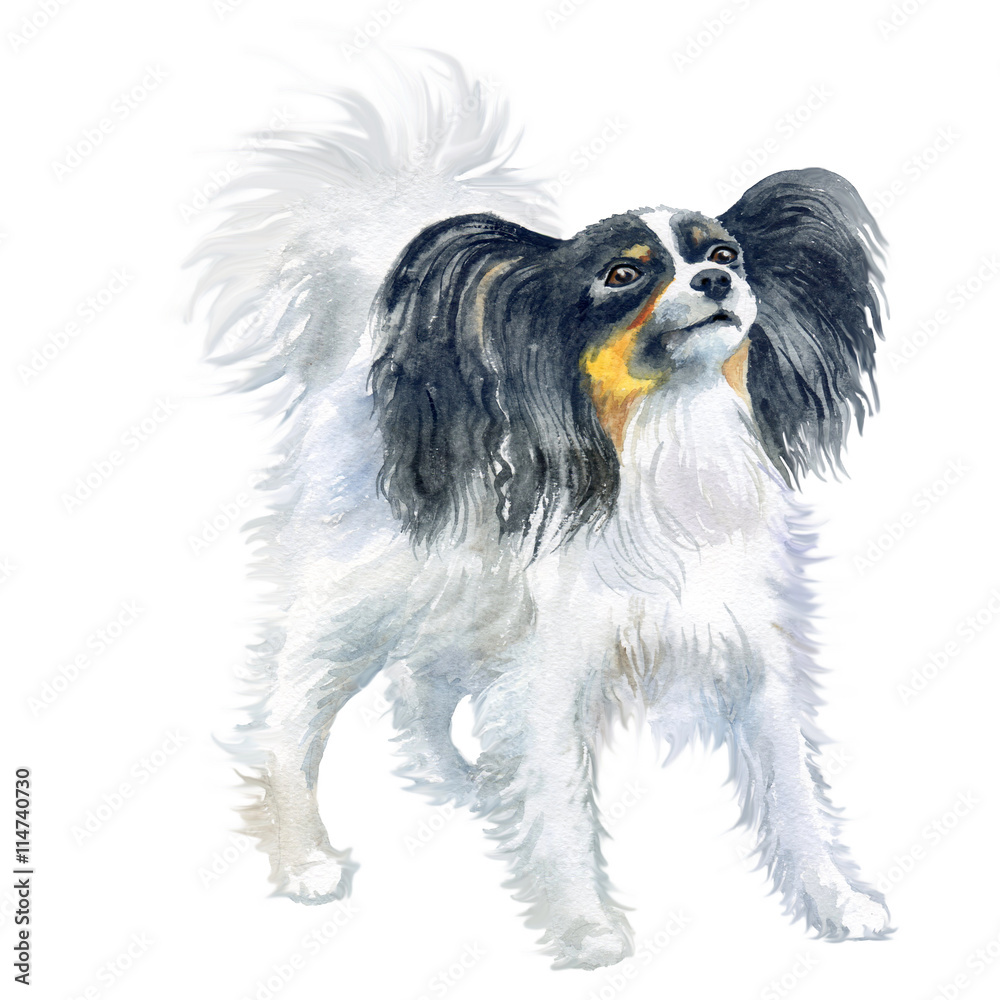 Papillon (White and Black) Painting - Dog Art Silv Silver Plated