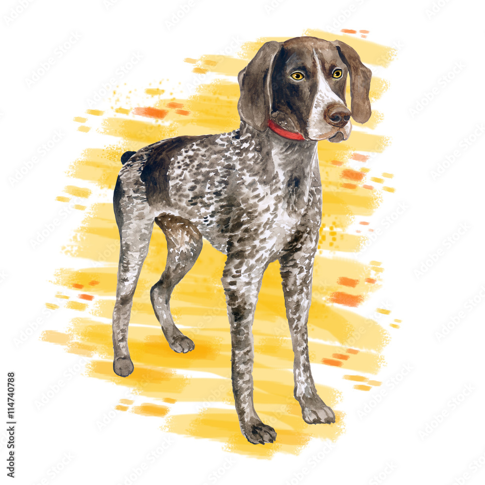 Watercolor close up portrait of cute German Shorthaired Pointer breed dog isolated on abstract background. Medium to large size hunting dog. Hand drawn sweet home pet. Greeting card design. Clip art