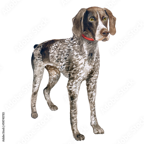 Watercolor close up portrait of cute German Shorthaired Pointer breed dog isolated on white background. Medium to large size hunting dog. Hand drawn sweet home pet. Greeting card design. Clip art