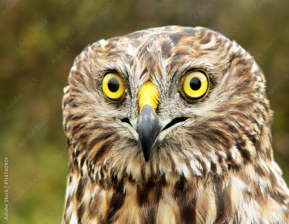 Obraz premium female of Hen-harrier 