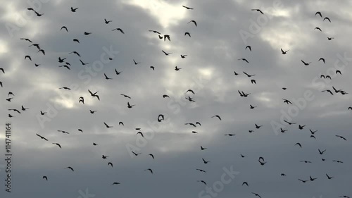 Large group of small birds flying close together hunting insects typical swarm like flocking behavior of starlings used for backkground showing overcast weather big thick grey clouds some sunshine 4k