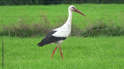 European white stork walking over a green grass field looking for food moving to the right followed by the stabilized camera long-legged long-necked wading animals with long stout bills 4k resolution