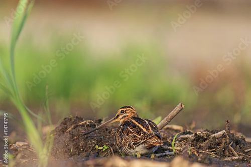 snipe masked coast of peat