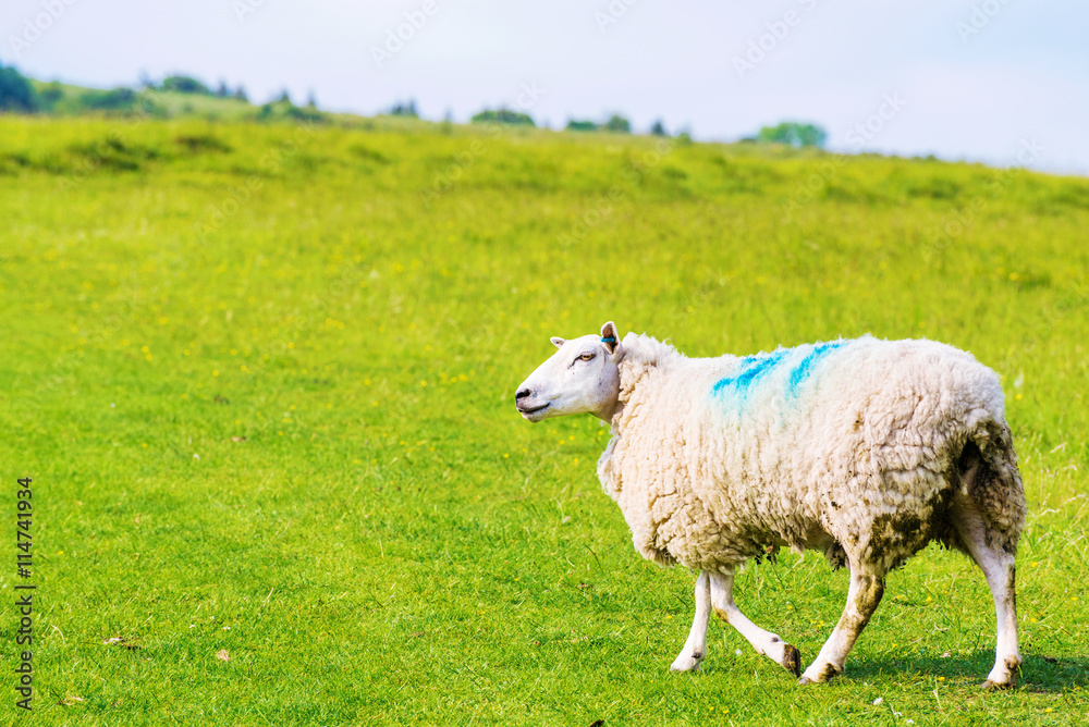 Fototapeta premium Large sheep with grassland