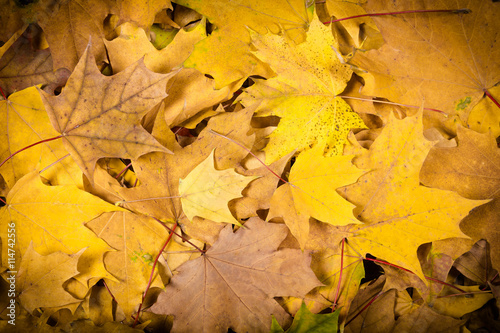 natural background with yellow leaves
